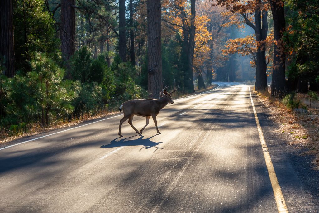 Male Deer running across the scenic road surrounded by the trees. Taken in Yosemite National Park, California, United States.